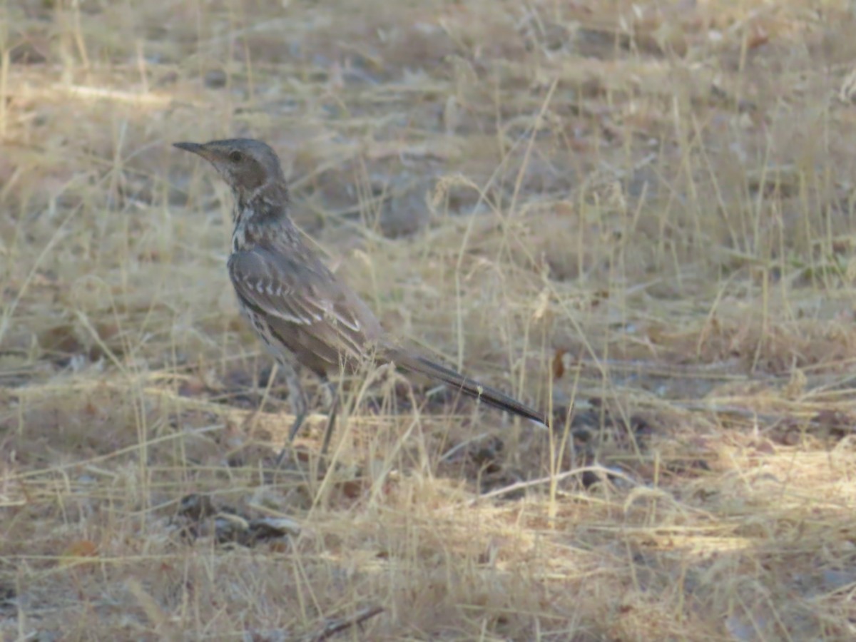 Sage Thrasher - ML639779195