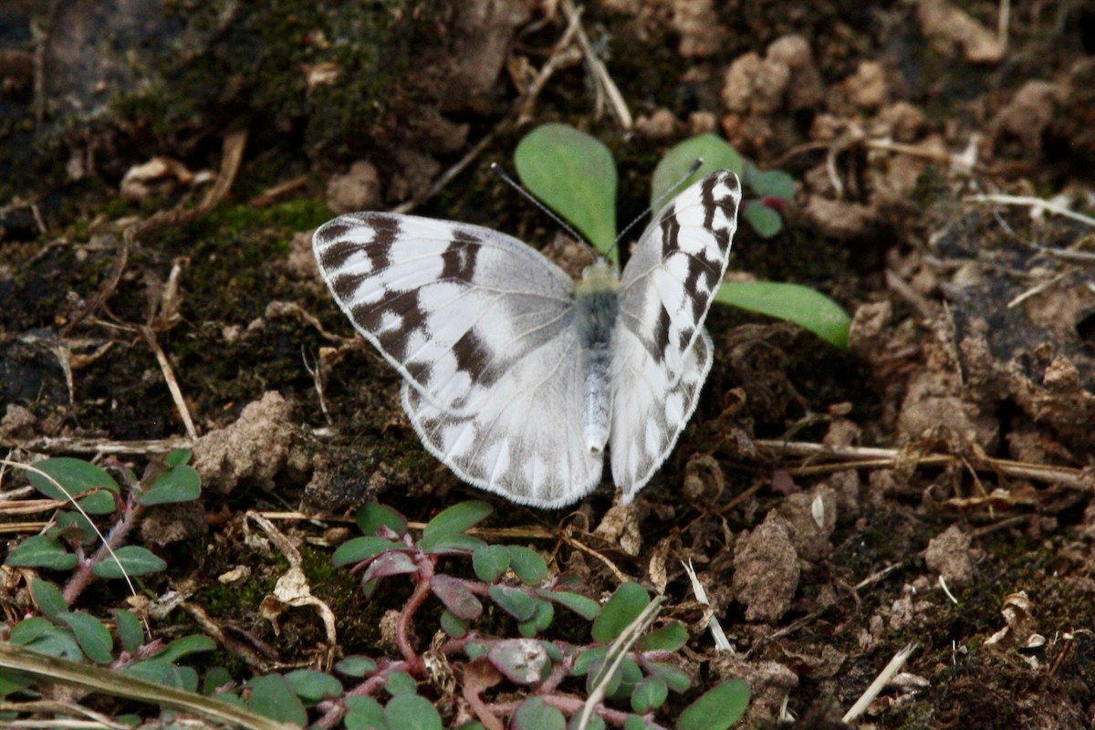 Insects - ML639779207