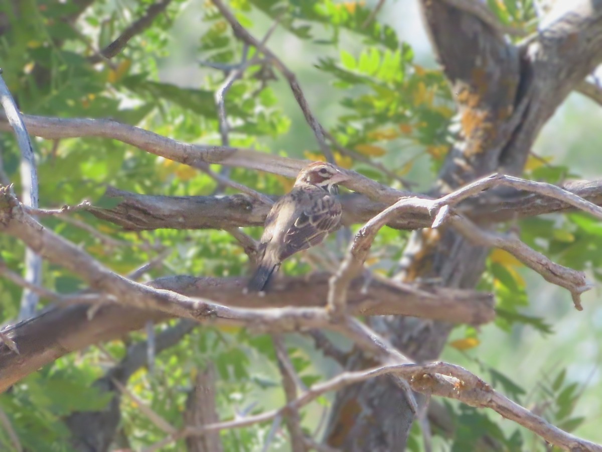 Lark Sparrow - ML639779223