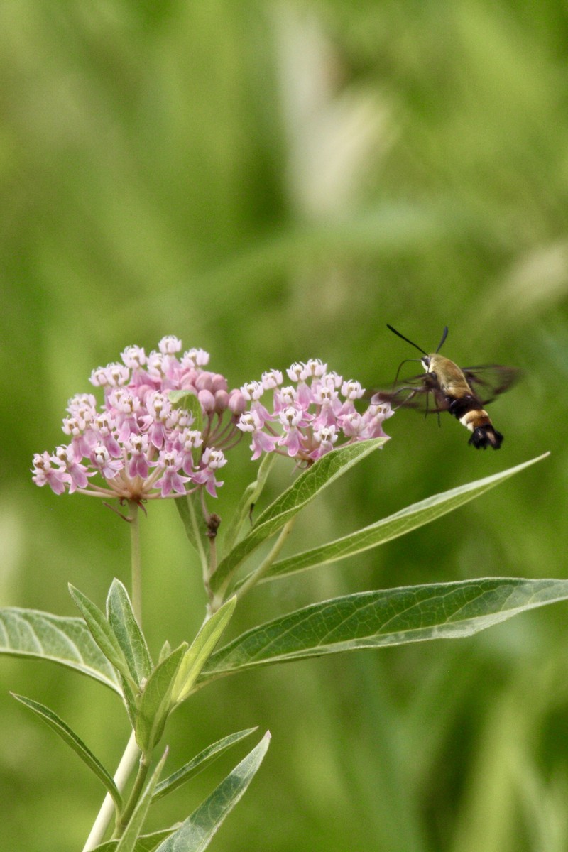 Insects - ML639779237