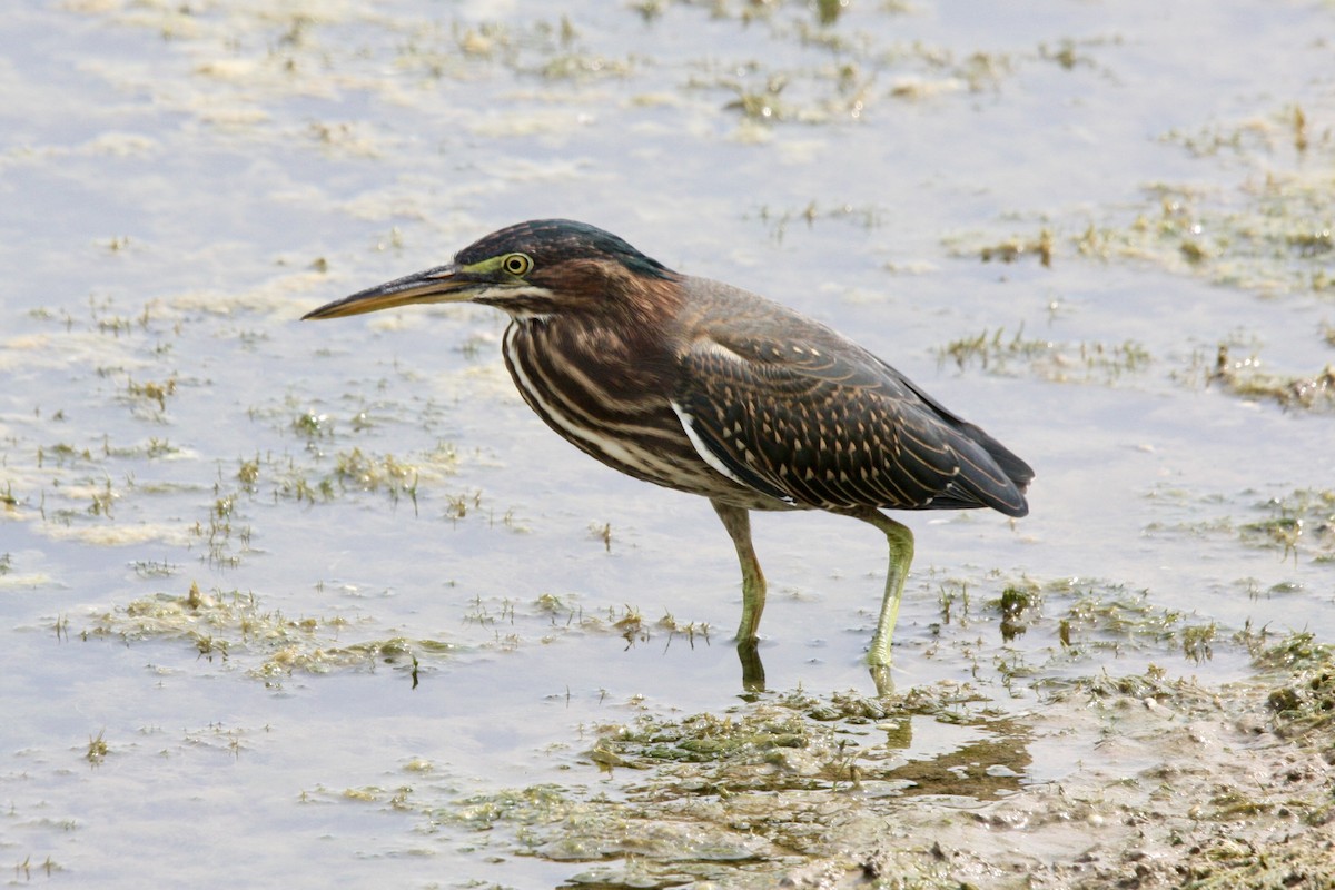 Green Heron - ML639779244