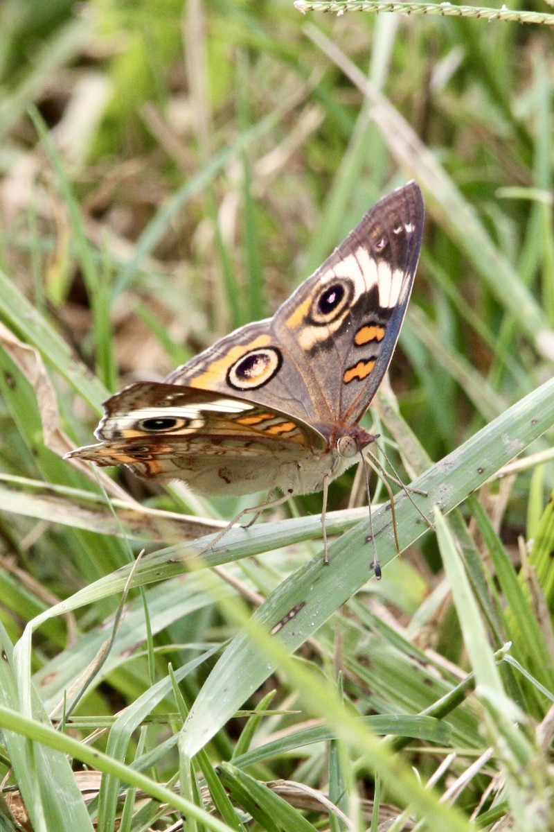 Common Buckeye - ML639779262