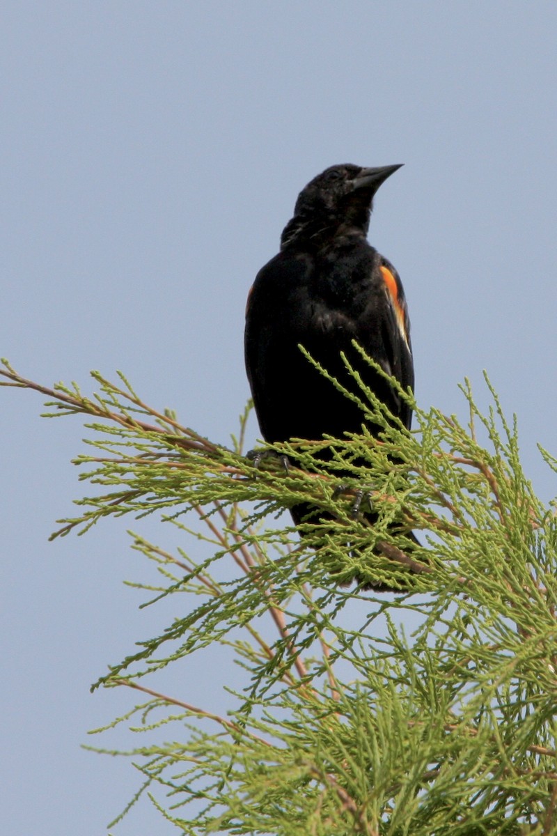 Red-winged Blackbird - ML639779278