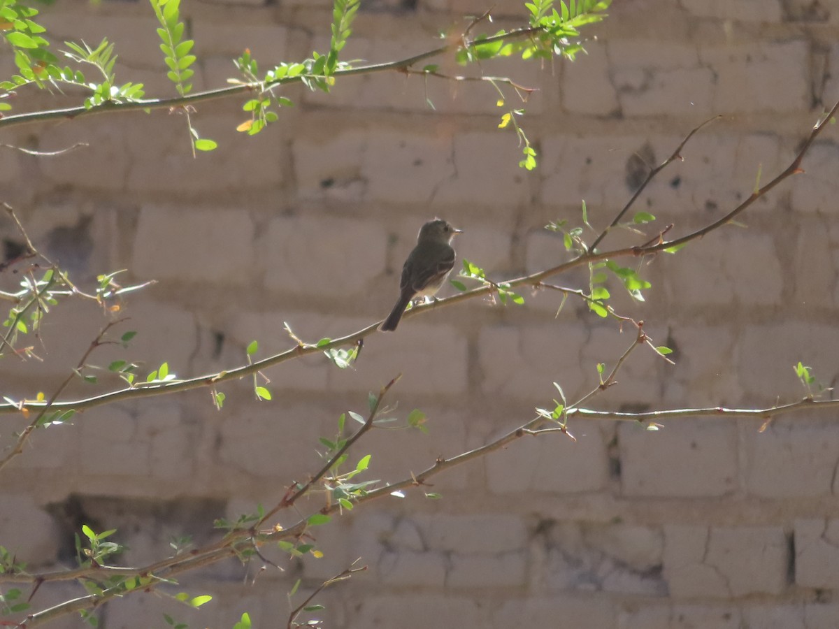 Gray Flycatcher - ML639779292