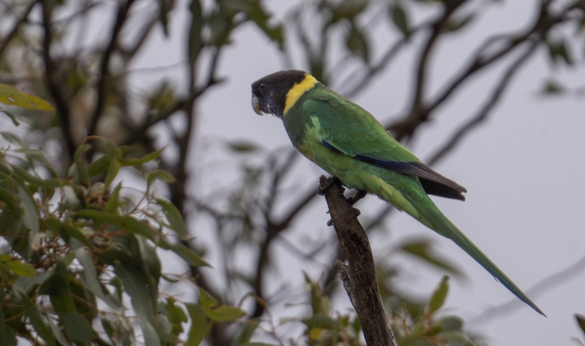 Australian Ringneck - ML639779302