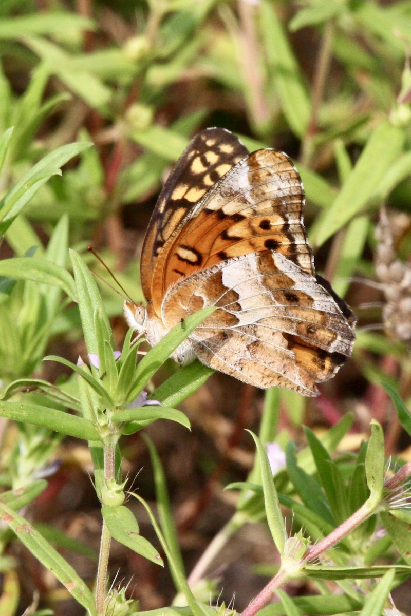 Insects - ML639779317