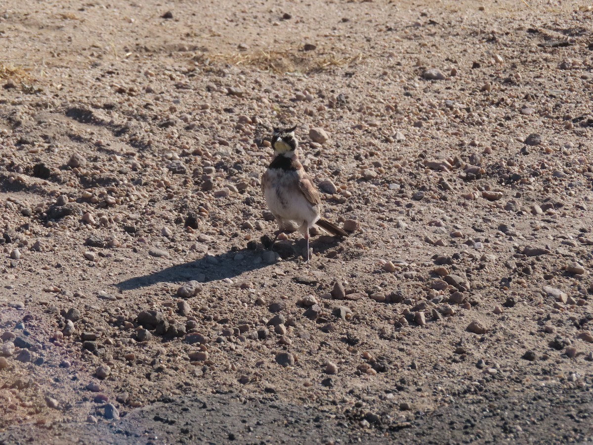 Horned Lark - ML639779336