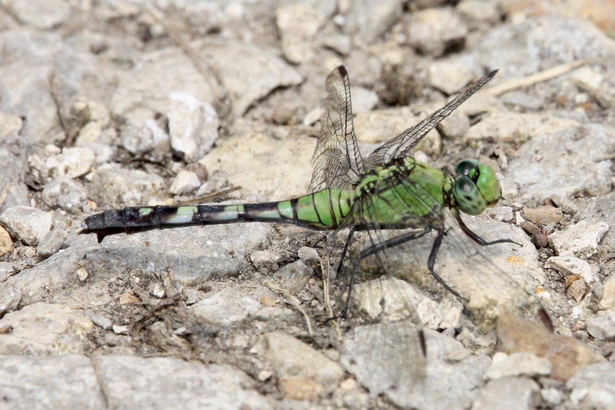 Eastern Pondhawk - ML639779343