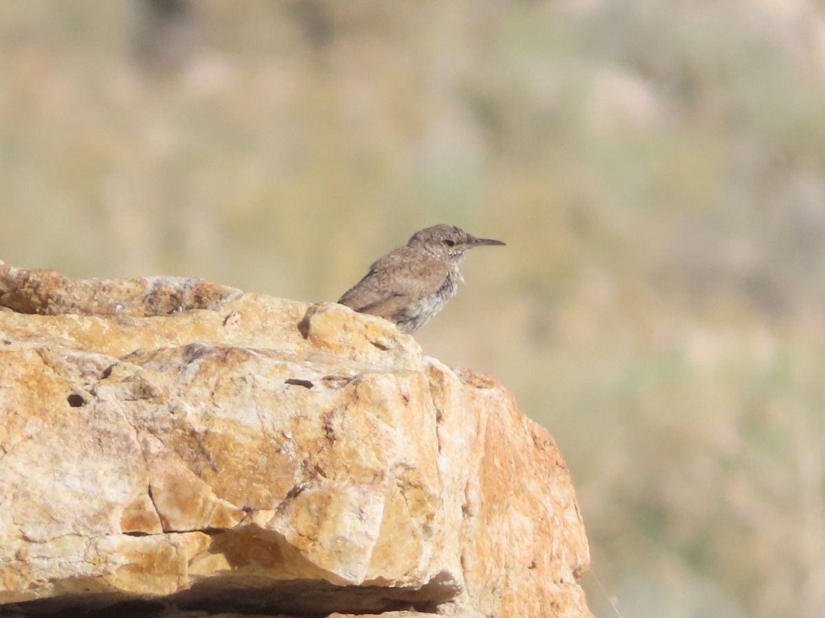 Rock Wren - ML639779361