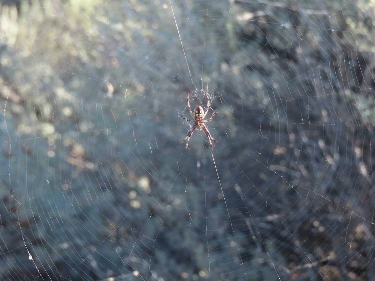 Western Spotted Orbweaver - ML639779378