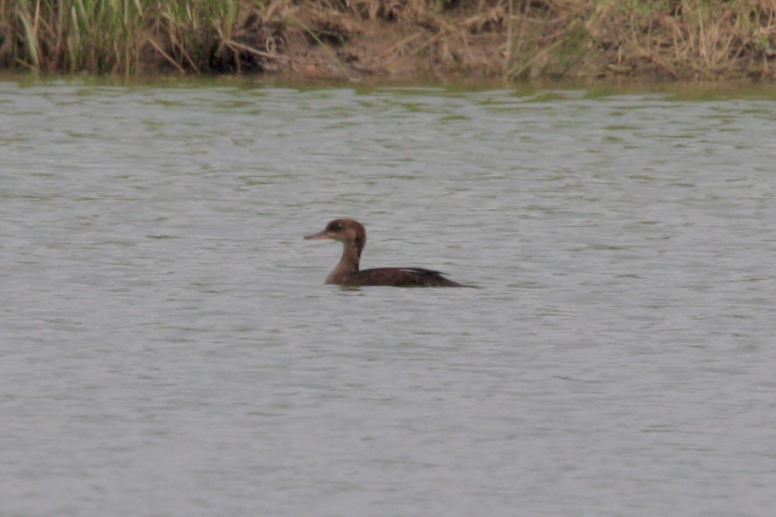 Hooded Merganser - ML639779423