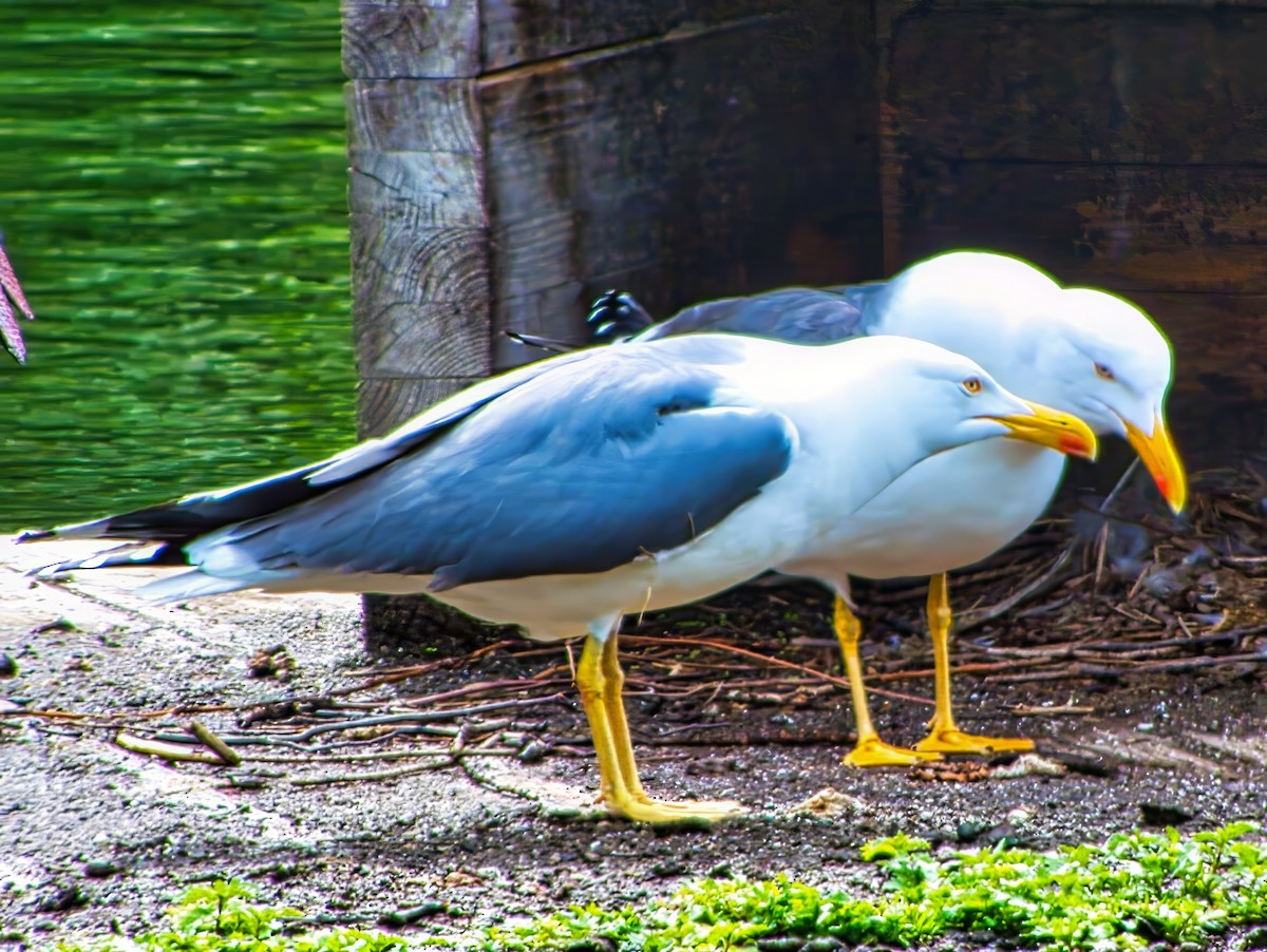 Yellow-legged Gull - ML639779424
