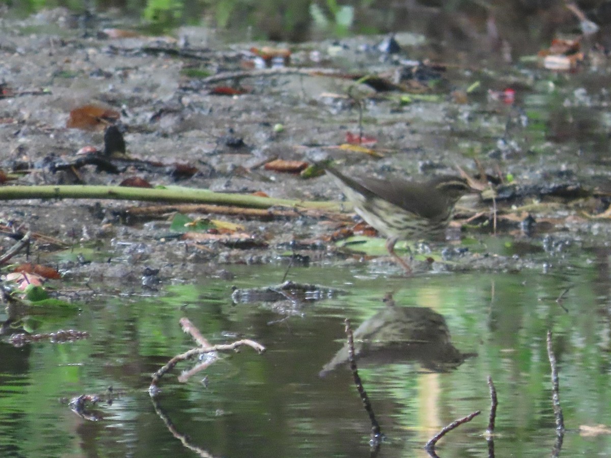 Northern Waterthrush - ML639779509