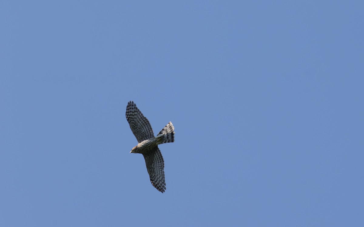 Cooper's Hawk - ML639779510