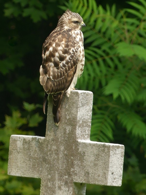 Red-shouldered Hawk - ML639779535