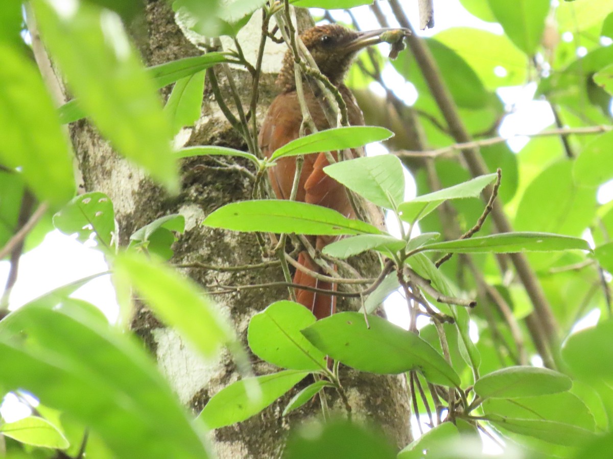 Northern Barred-Woodcreeper - ML639779606