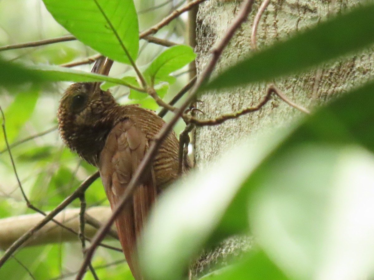 Northern Barred-Woodcreeper - ML639779607