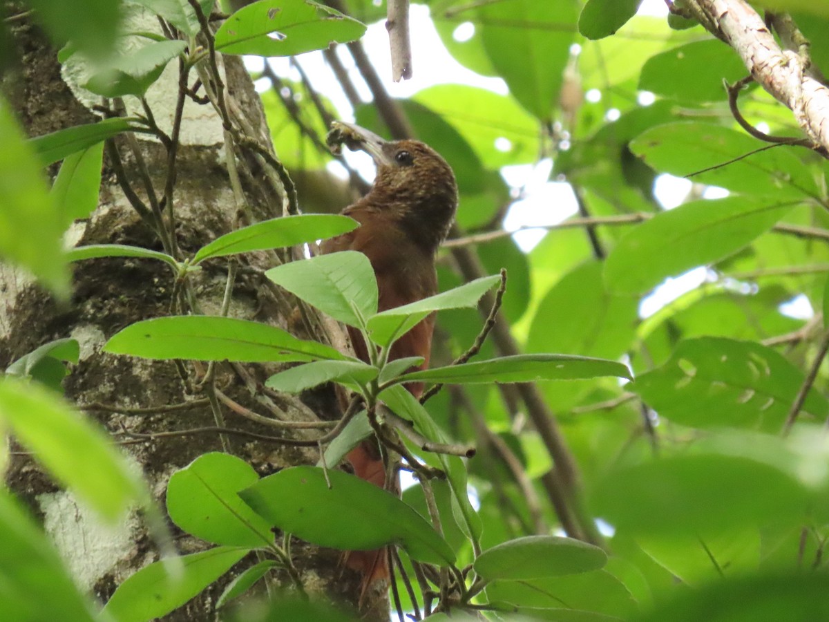 Northern Barred-Woodcreeper - ML639779608