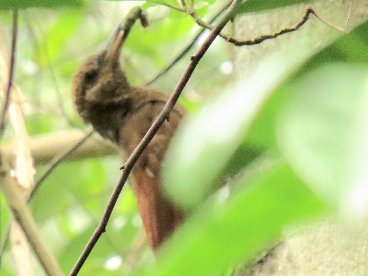 Northern Barred-Woodcreeper - ML639779609