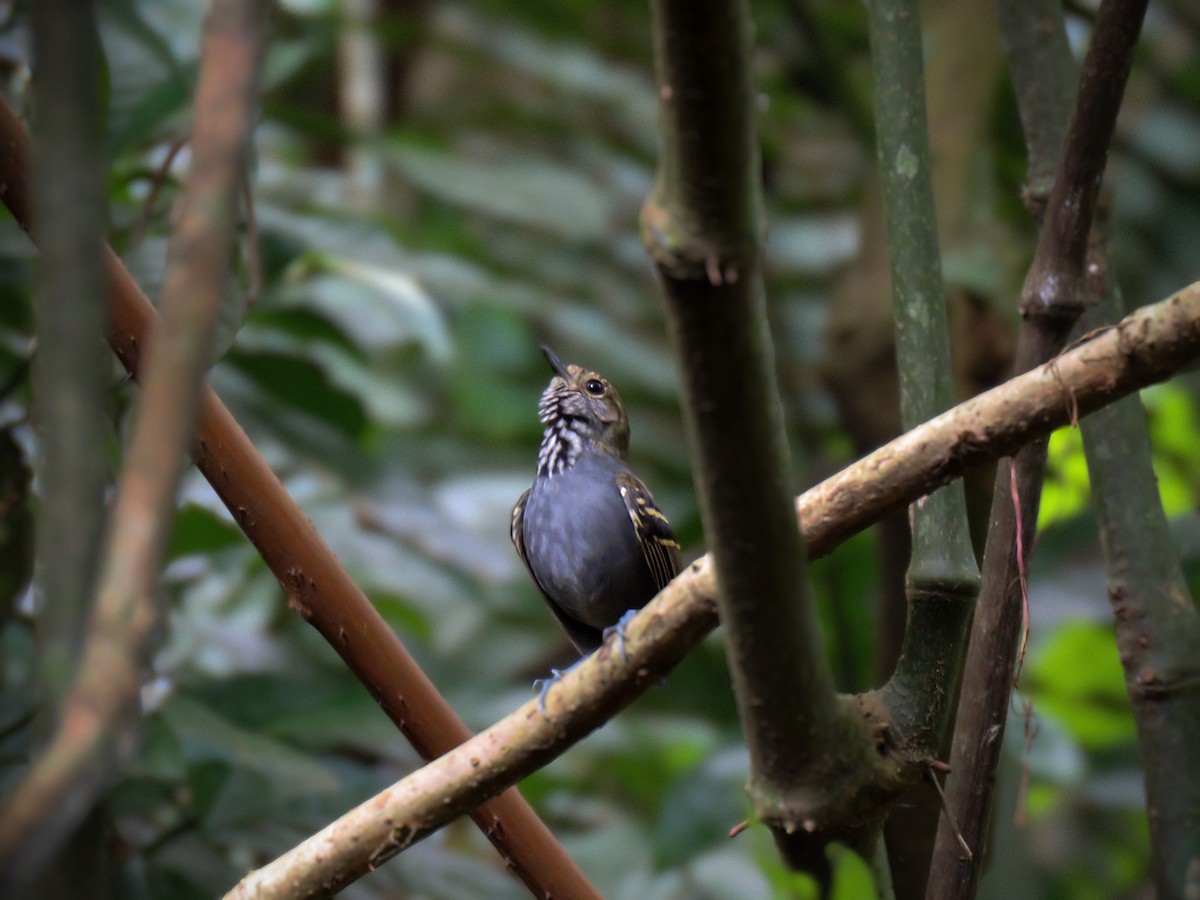 Star-throated Antwren - Luiz Proença