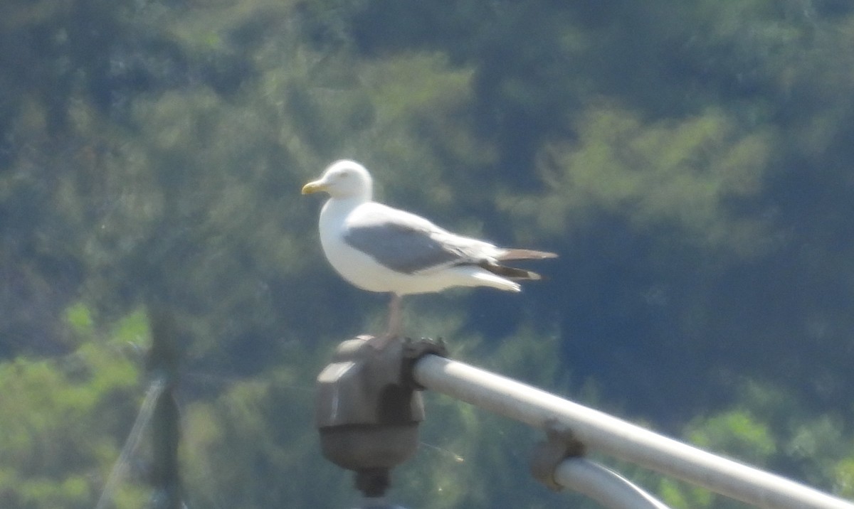 アメリカセグロカモメ - ML639779661