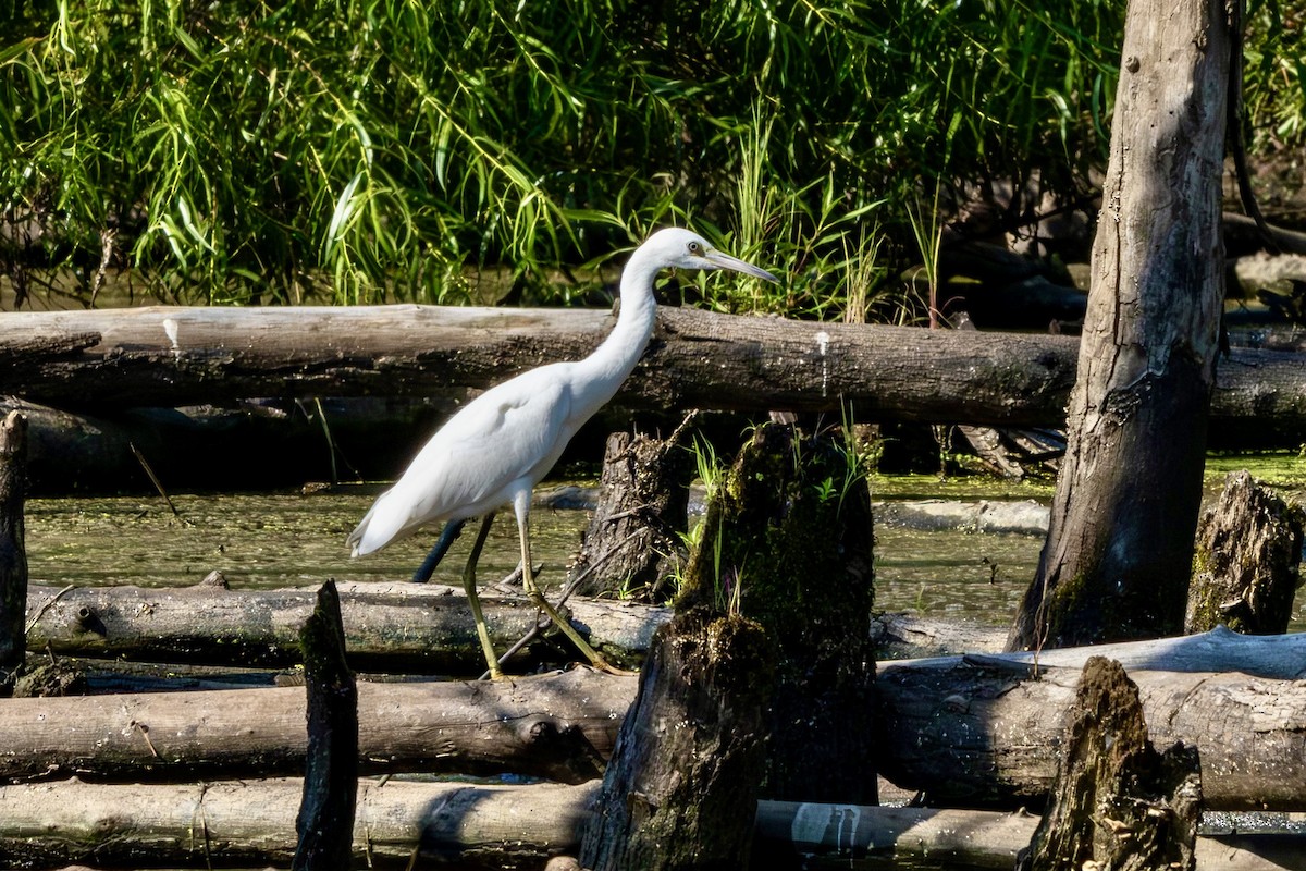 Little Blue Heron - ML639779682