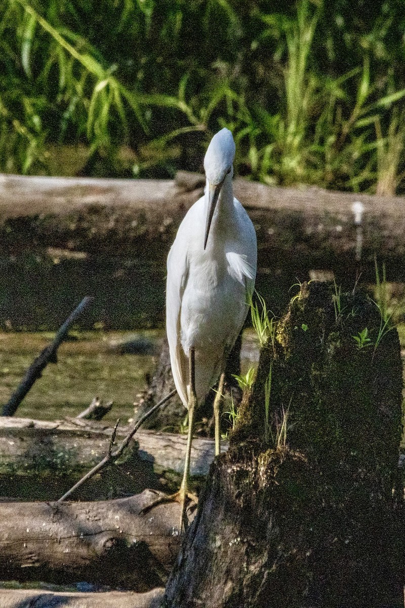 Little Blue Heron - ML639779683