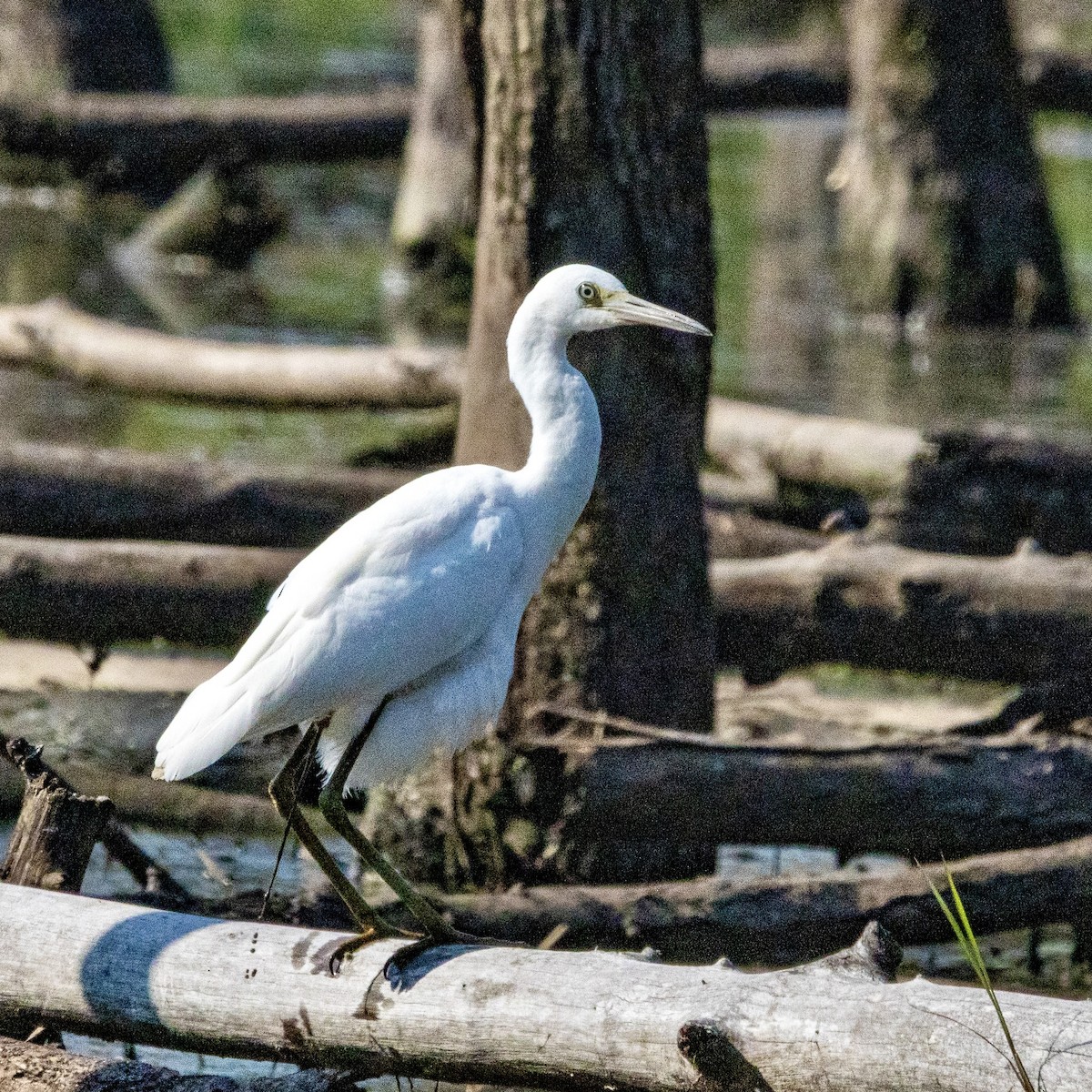 Little Blue Heron - ML639779685