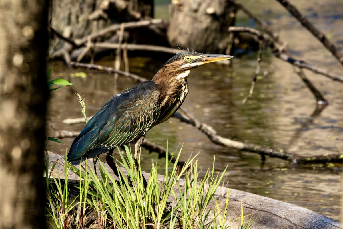 Green Heron - ML639779708