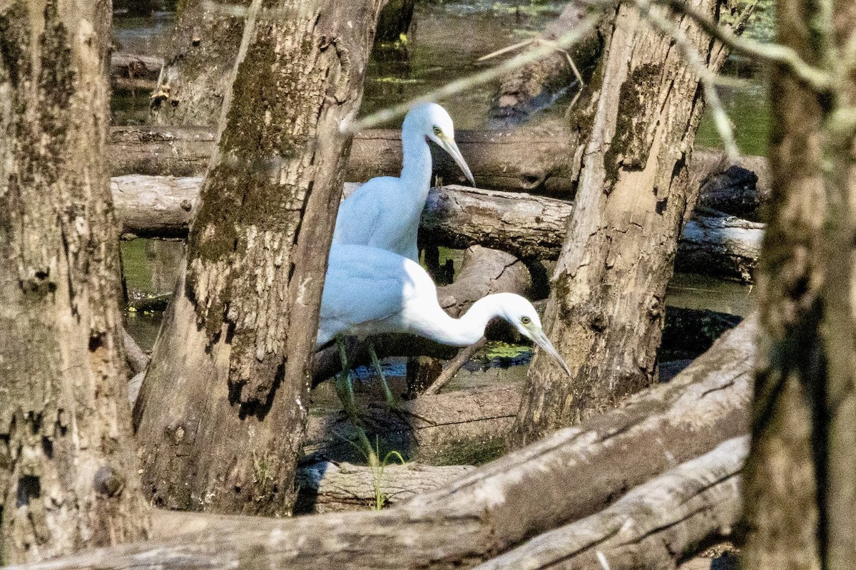 Little Blue Heron - ML639779718