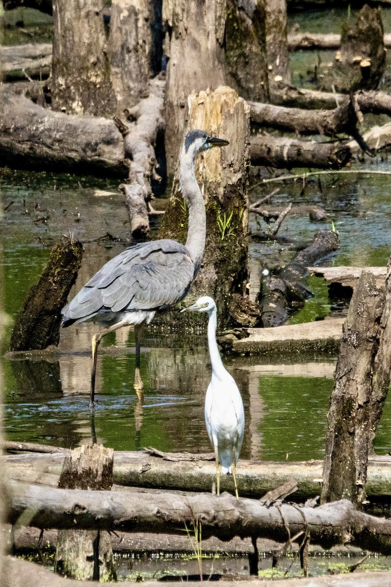 Great Blue Heron - ML639779798
