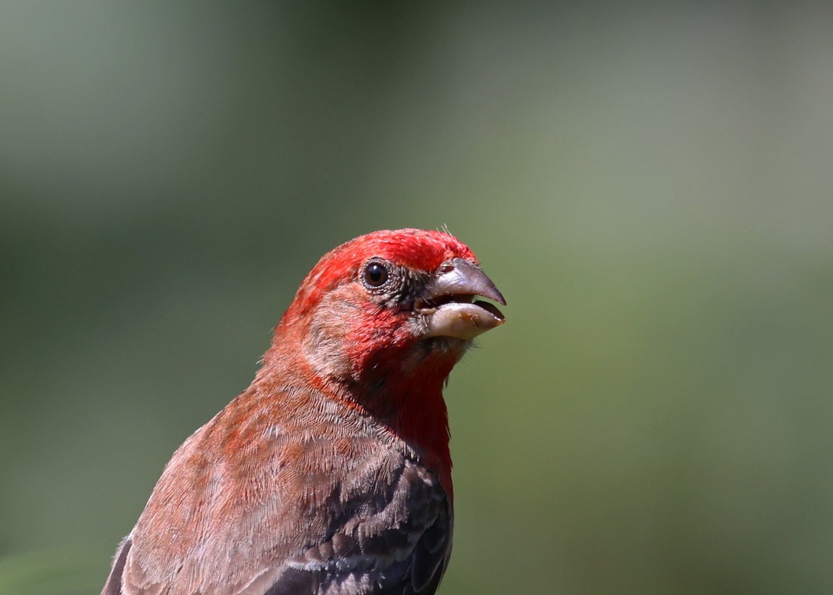 House Finch - ML639779913