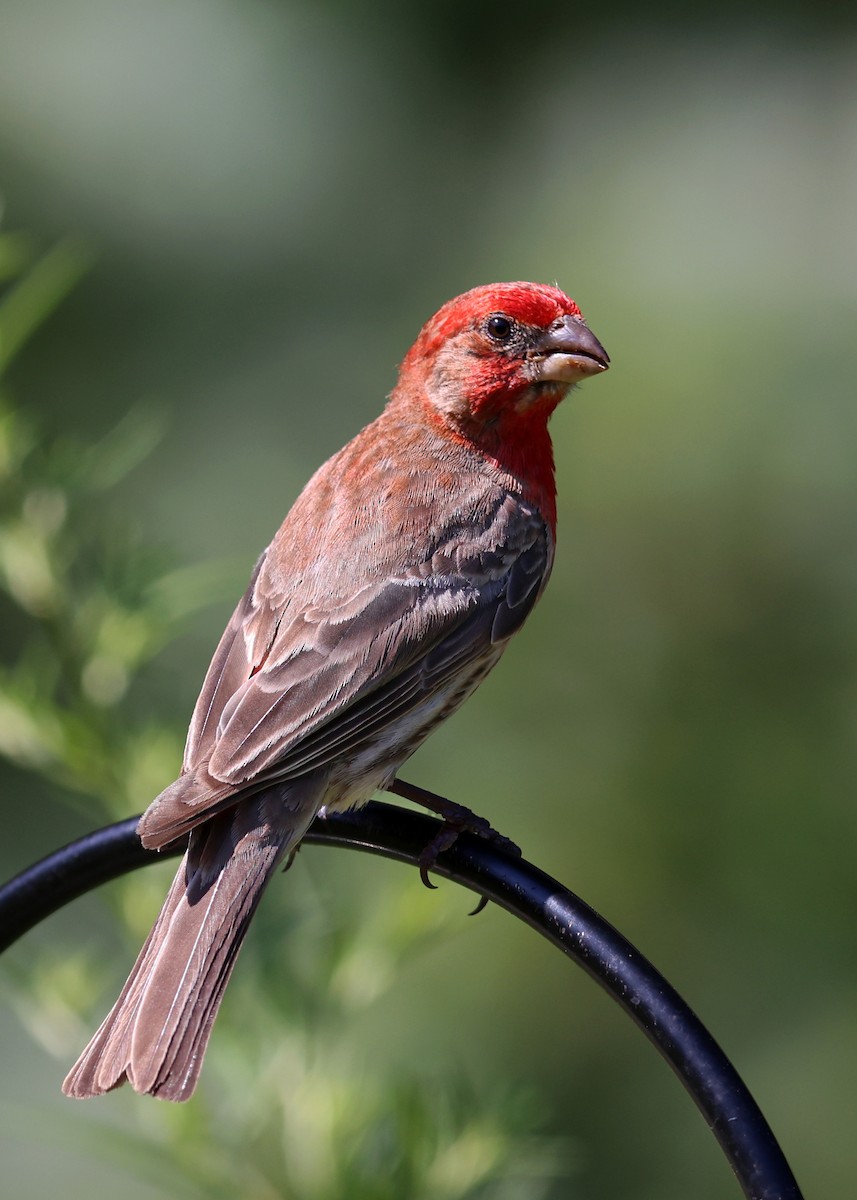 House Finch - ML639779914