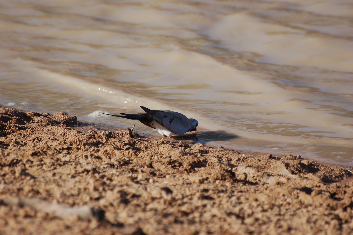 Namaqua Dove - ML639779951