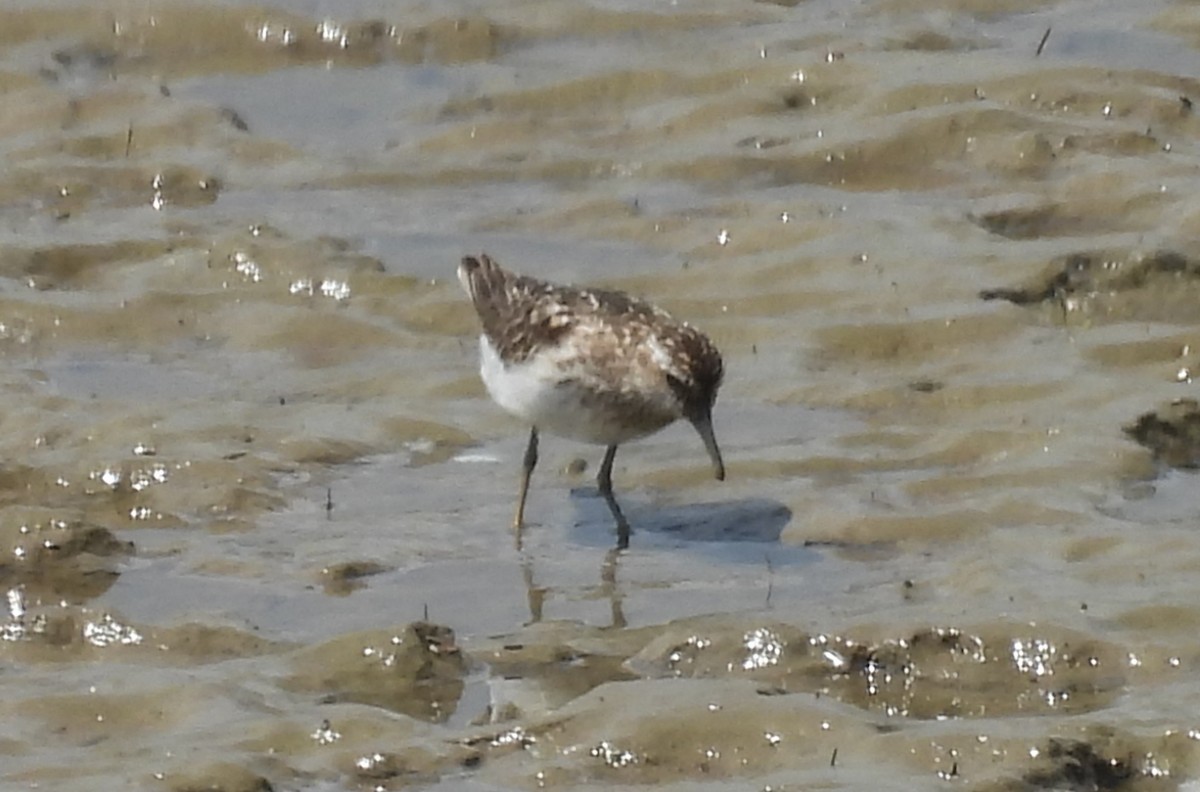 Least Sandpiper - ML639780030
