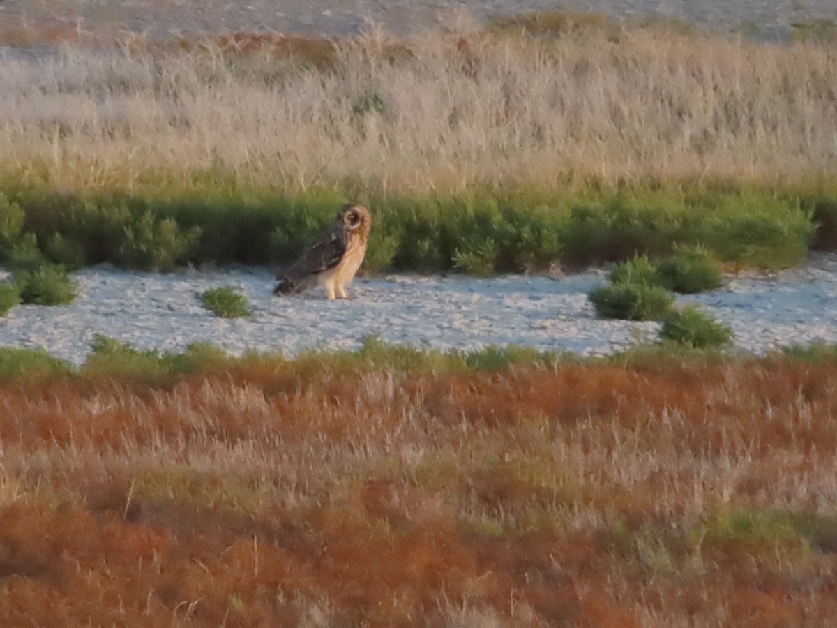 Short-eared Owl - ML639780085