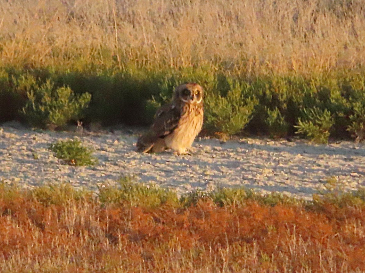 Short-eared Owl - ML639780098