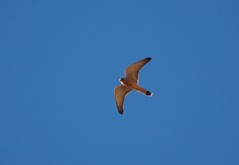 Lesser Kestrel - ML639780135