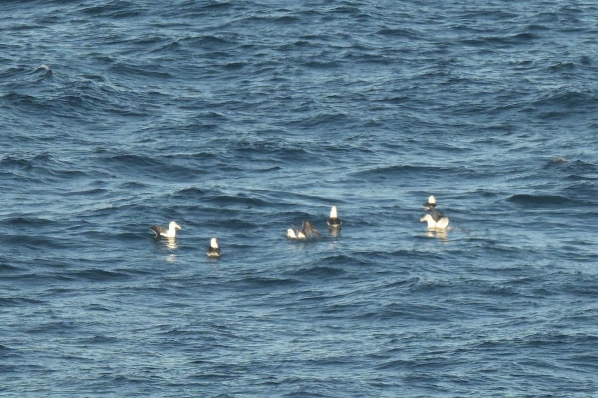 White-capped Albatross - ML639780157