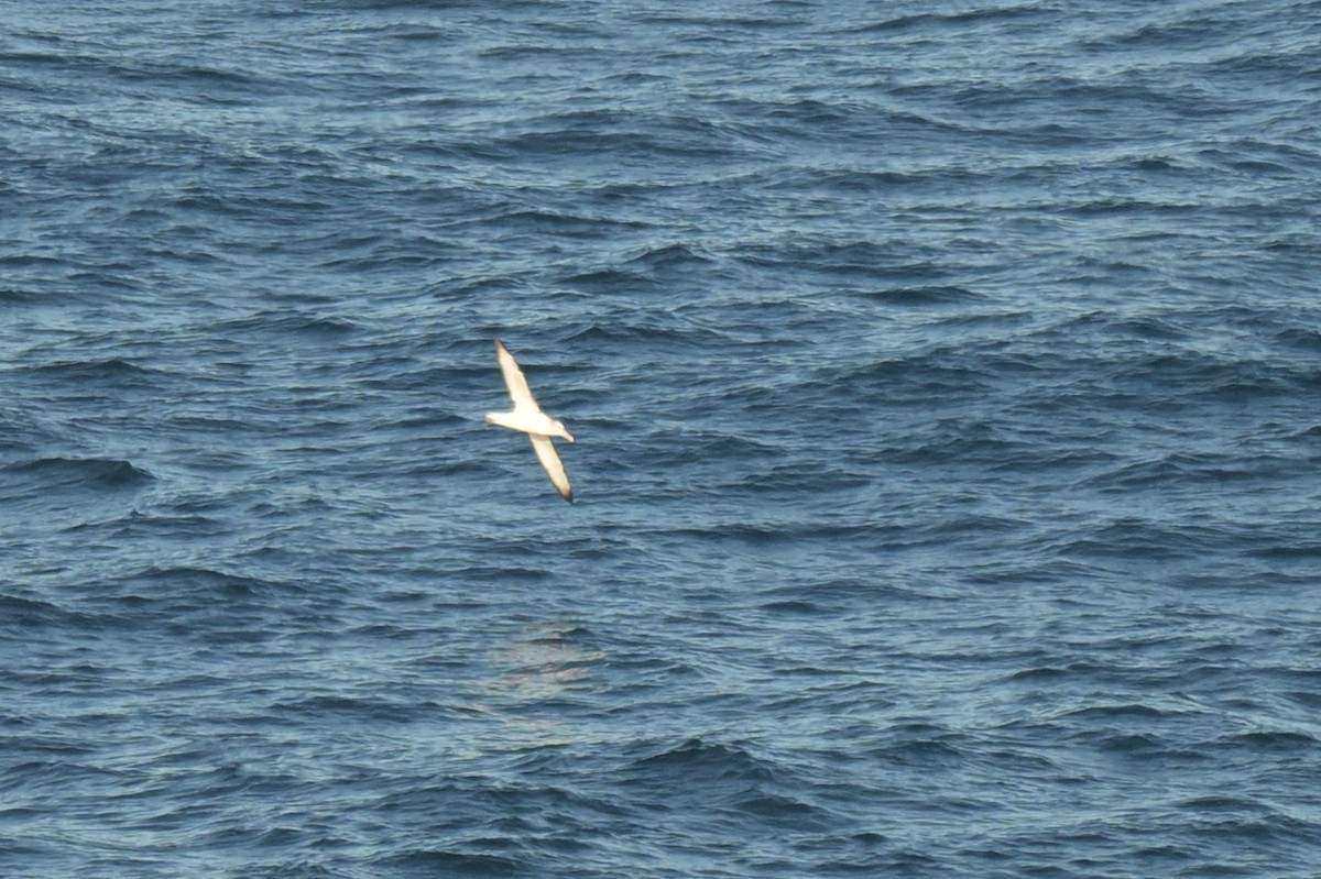 White-capped Albatross - ML639780162