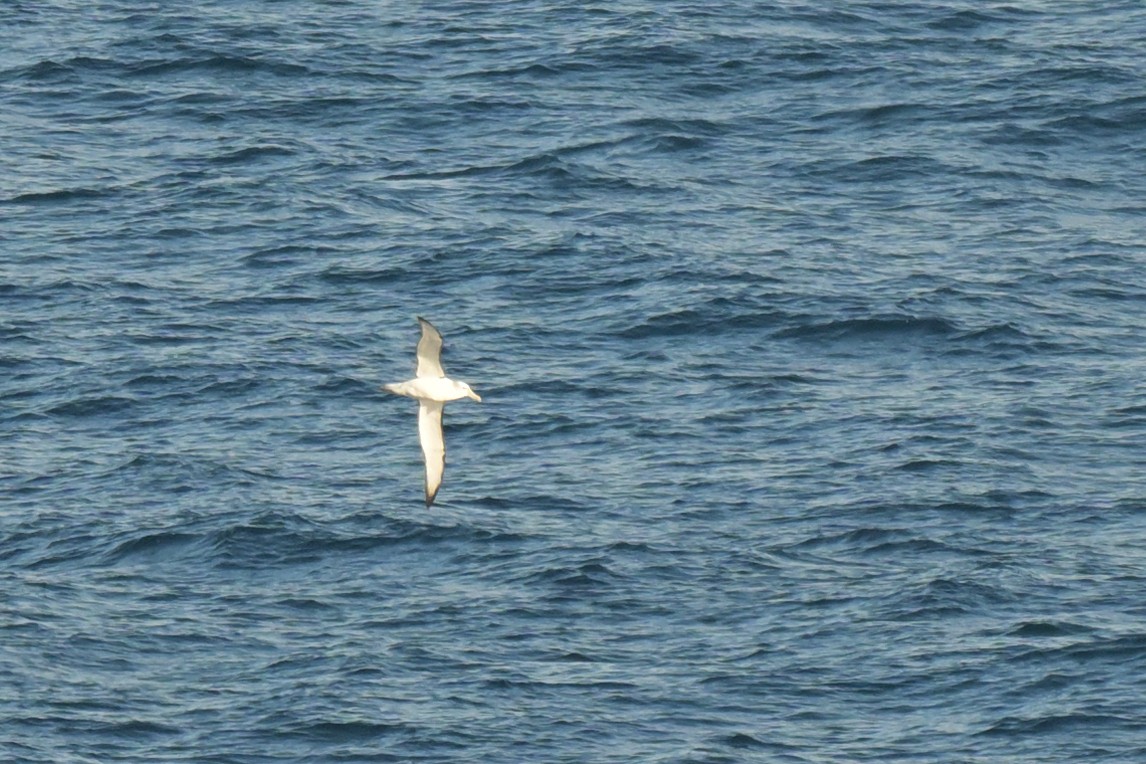 White-capped Albatross - ML639780233