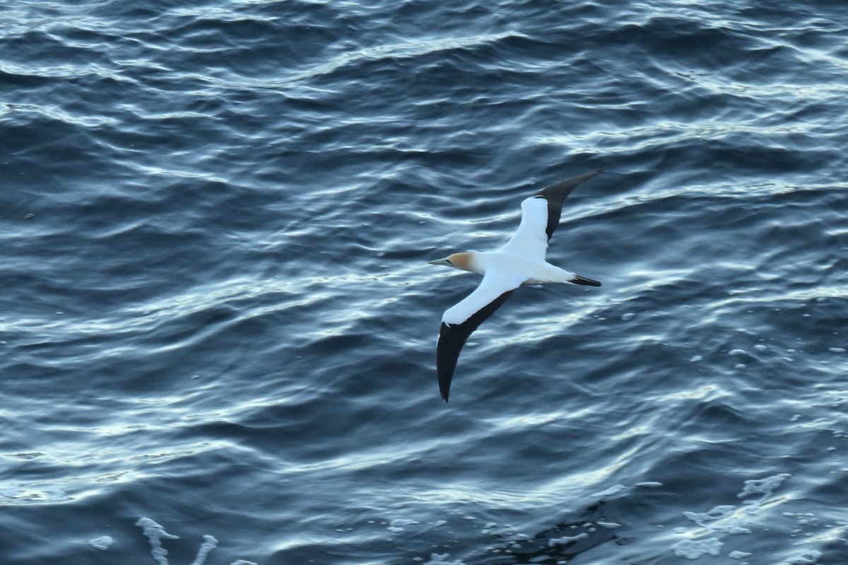 Australasian Gannet - ML639780237