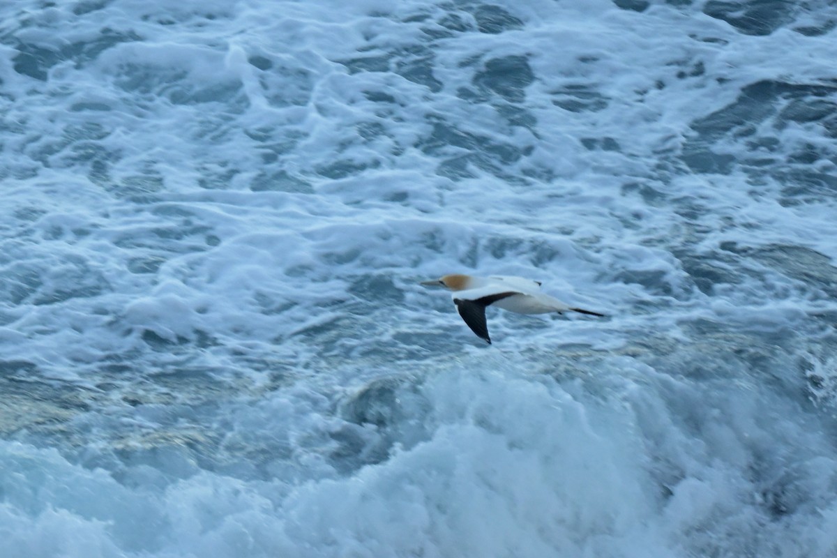 Australasian Gannet - ML639780241
