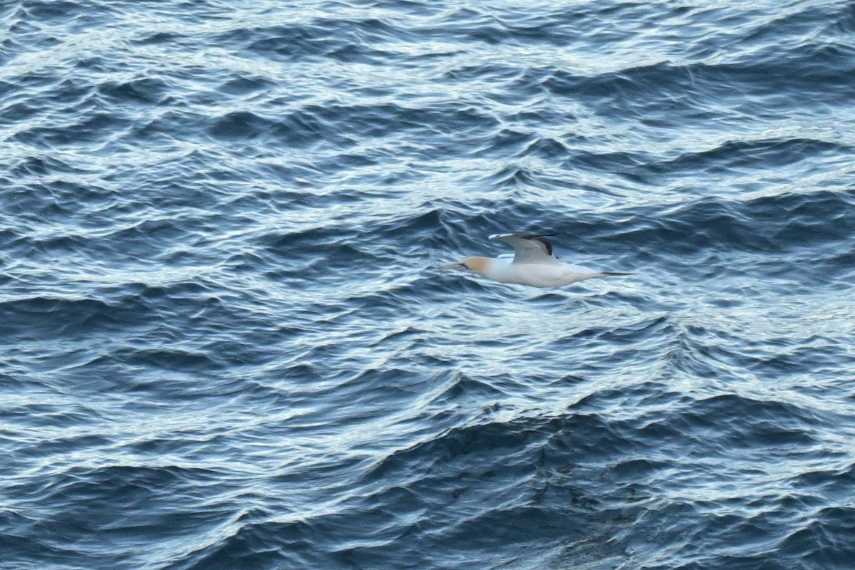 Australasian Gannet - ML639780280
