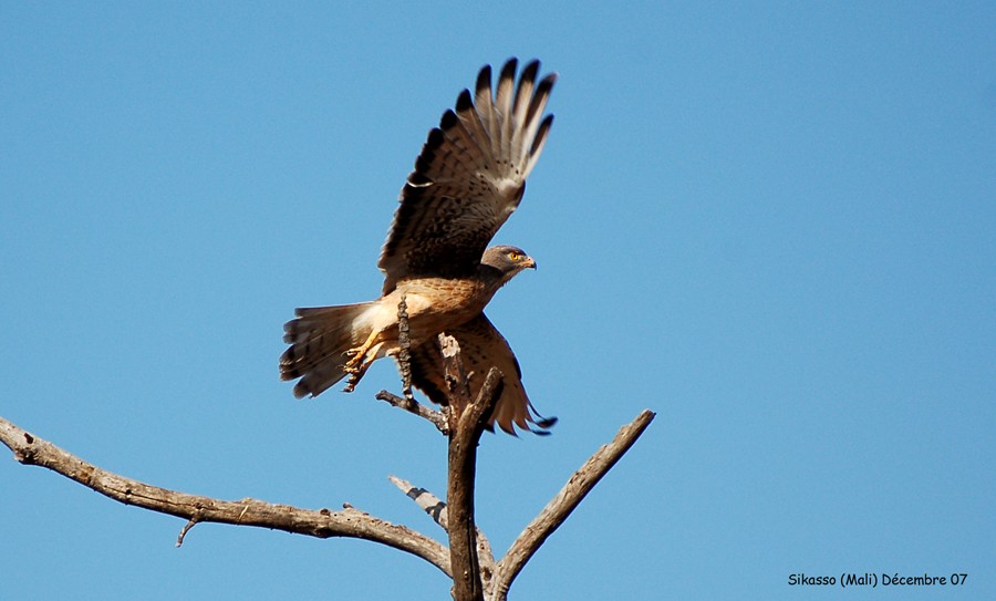Grasshopper Buzzard - ML639780288