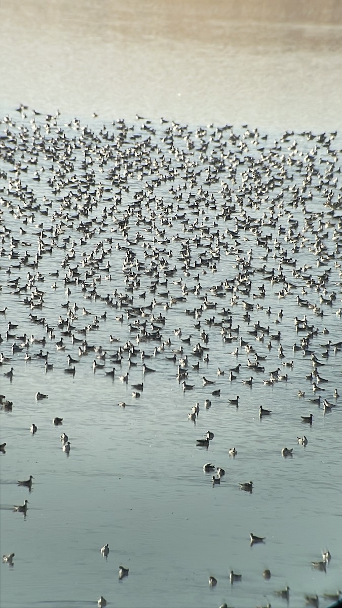 Red-necked Phalarope - ML639780289