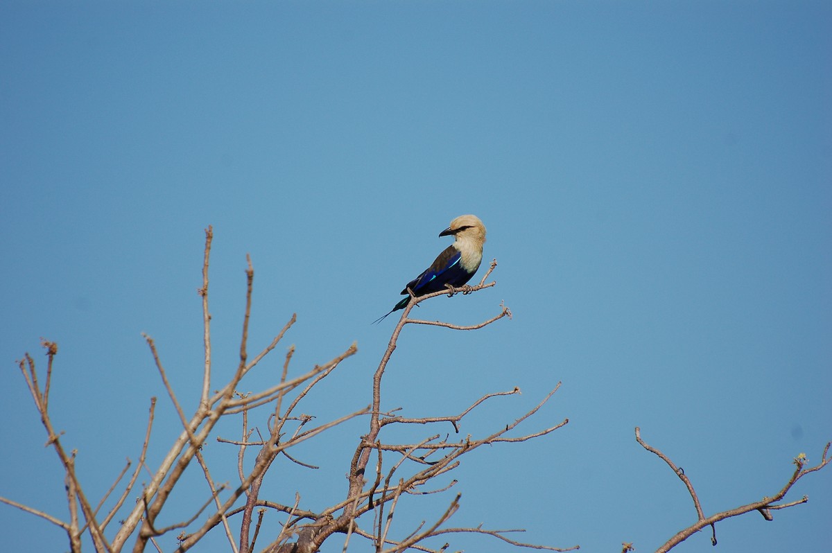 Blue-bellied Roller - ML639780296