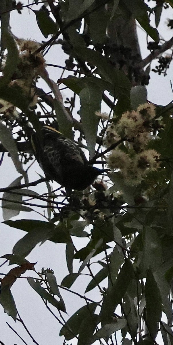 Regent Honeyeater - ML639780302