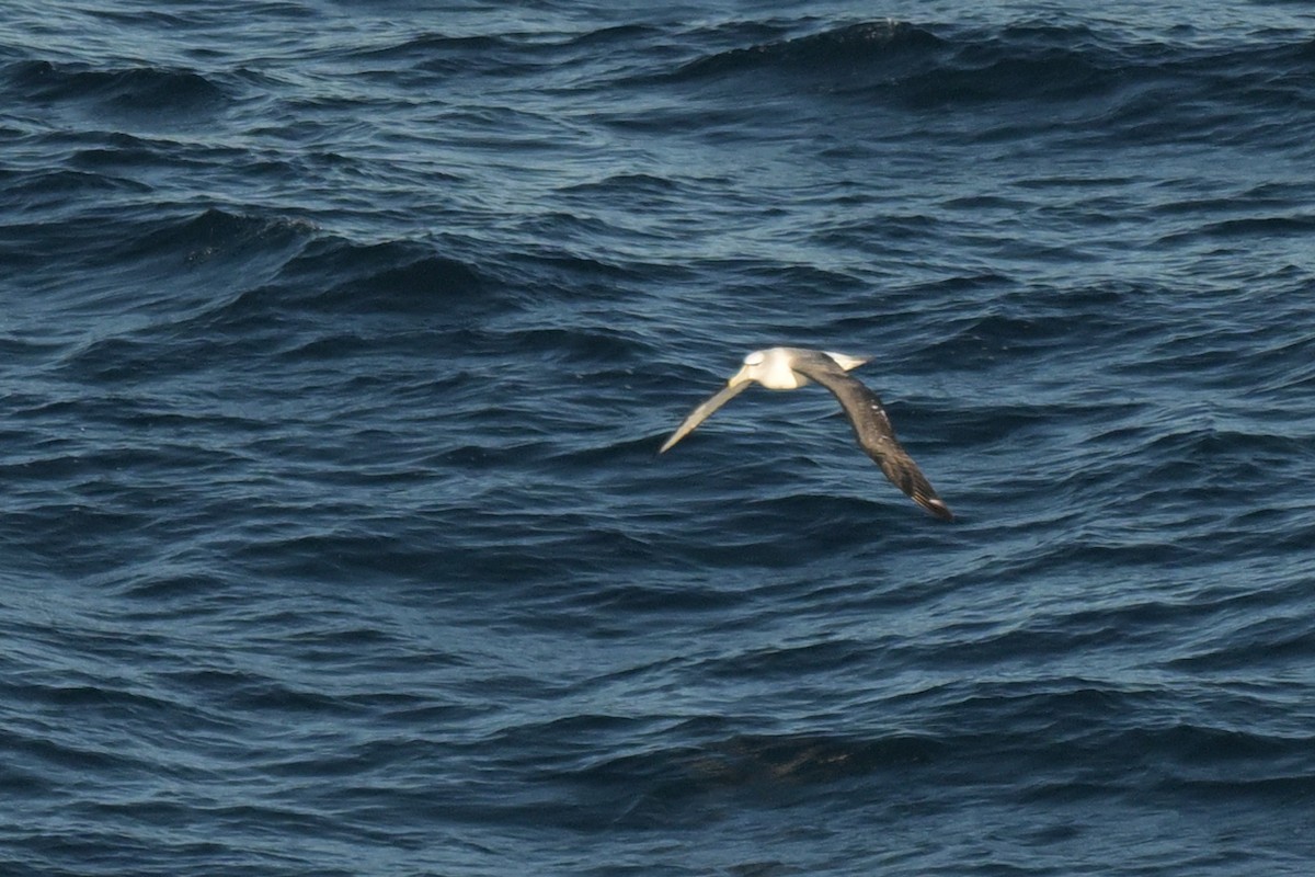 White-capped Albatross - ML639780303