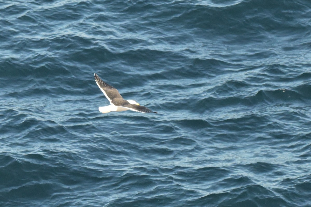 Kelp Gull - ML639780305
